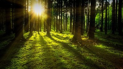 Auringonvalo siivilöityy puiden lävitse tummassa metsässä.